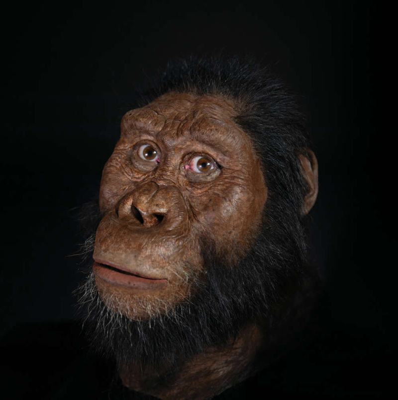 Illustration for article titled El cráneo de un antepasado humano revela como nunca antes el rostro de nuestro pasado evolutivo
